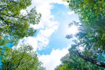 Looking up at the sky and the forest, the light of the sun